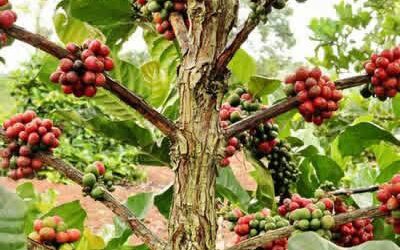 Adjumani District Names Rare Wild Coffee After Its Forest