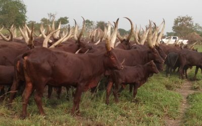 Oyam LC5 Chairperson Raises Alarm Over Alleged Corruption in Restocking Programme